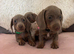 Minature dashund puppies