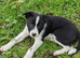 ISDS border collie pups for sale