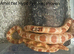 Corn snakes for sale