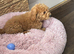 Fluffy the cockapoo x maltipoo