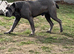 Cane Corso Stud import with KC &pound;500