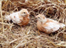 Chickens/ hens / female chicks for sale
