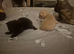 X2 female kittens