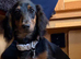 KC reg long haired mini dachshund female