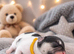 Waiting list for french bulldog puppies due soon