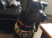 Male staff x cane corso