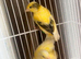 3 yellow canerys