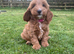 Gorgeous show type Cockerpoo Puppies