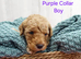 Miniature Golden Doodle