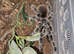 Tarantulas collection for sale