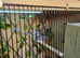 7 beautifull zebra finches