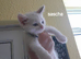 Siamese/Bsh cross ragdoll/Bsh