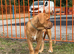Cane corso x DDB