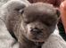 Chow chow puppies for sale