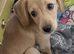 Labradoodle puppy