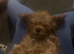 Female cockapoo puppy