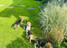 Beagle Pups for sale