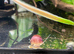 3x Mystery Snails Magenta (Pink) & Purple, available