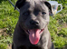 Kc registered blue staffy bitch