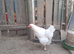 Jersey Giant breeding trio ..................white