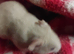Pedigree Lines Syrian hamsters