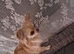 Male chihuahua
