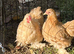 Pair of Buff Pekin Bantams
