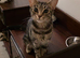 Beautiful fluffy, Bengal cross, male and female kittens