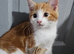 Kittens for sale
