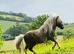 SA clear SPSBS reg mushroom carrier colt foal