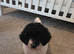 Waiting lists now open for toy poodle cross toy cockapoo puppies