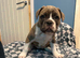 Reduced Stunning olde Tyme bulldogs