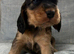 Show Cocker Spaniel Puppies