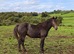 Appaloosa Colts for Sale