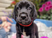 FANTASTIC SPRINGADOR PUPPIES