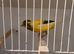 x4 Persian canary’s males available