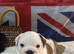 English bulldog gorgeous pups KC registered genuine breed colours