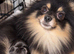 Teddy bear double coat fluffy Pom