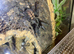 Large collection of tarantulas all with exo terror enclosures, need to sell due to house move,