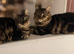 3 kittens for Sale