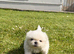 Pekingese pups