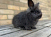 Angora lion head mixed breed
