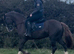 Stunning 5 year old section c mare