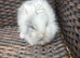 Lionhead babies
