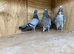 Mix of birds for sale