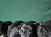 German shepherd puppies