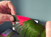 Black capped conure