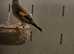 Goldfinch cock bird small p throut