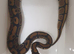 Royal python hatchlings