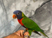 Handreared Lovely Rainbow Lorikeet Parrot,6